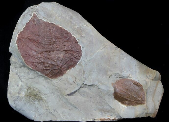 Two Fossil Leafs (Davidia, Zizyphoides) - Montana #37194